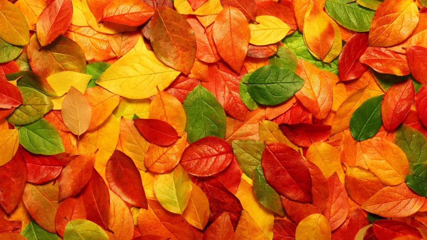 colored_leaves-autumn_colored_leaves_1366x768
